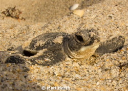 Green Sea Turtle Hatchling Only Moments After Coming Out ... by Matt Heath 